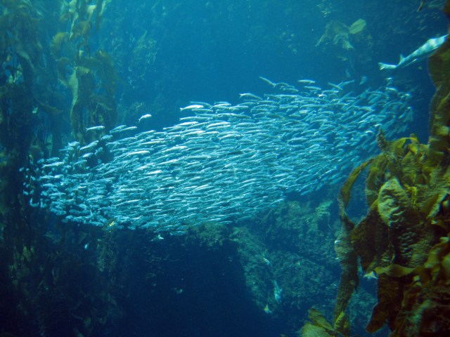 monterey-aquarium-2219944-o